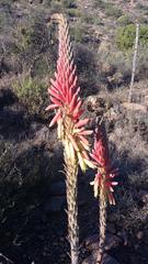 Aloe microstigma microstigma