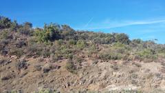 Aloe microstigma microstigma