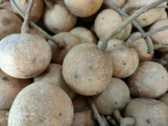 Baccaurea macrocarpa