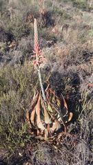 Aloe microstigma microstigma