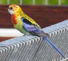 Platycercus eximius x adscitus