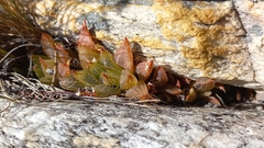 Haworthia turgida