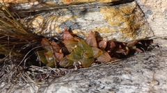 Haworthia turgida