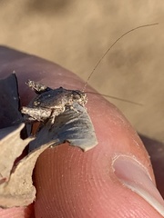 Cycloptilum distinctum