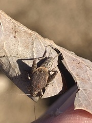 Cycloptilum distinctum