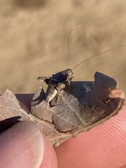 Cycloptilum distinctum