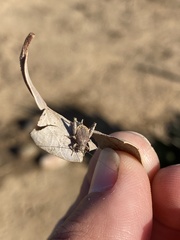 Cycloptilum distinctum