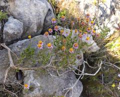 Felicia canaliculata