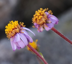 Felicia canaliculata