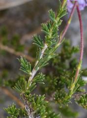 Felicia canaliculata