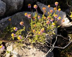 Felicia canaliculata