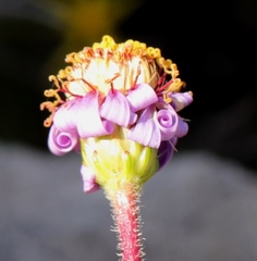 Felicia canaliculata