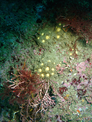 Polymastia pachymastia