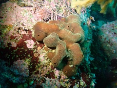 Amphimedon trindanea