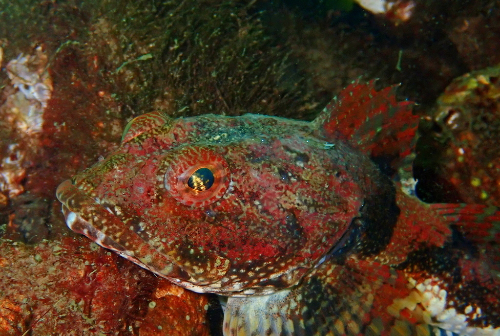 Great Sculpin