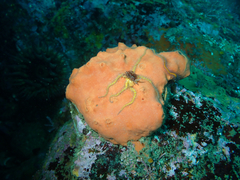 Acarnus erithacus