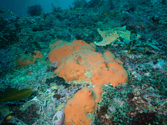 Acarnus erithacus