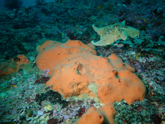 Acarnus erithacus
