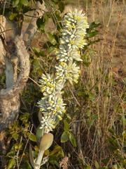 Kalanchoe thyrsiflora