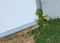 Iguana iguana