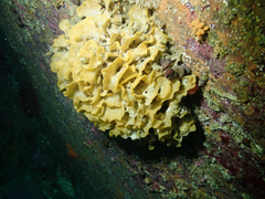 Primavelans insculpta