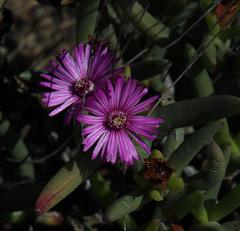 Ruschia dichroa