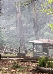 Cervini