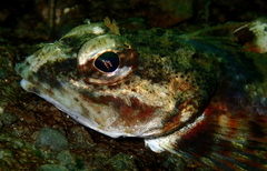 Chitonotus pugetensis