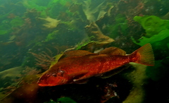 Hexagrammos stelleri