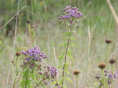 Chromolaena pulchella