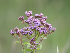 Chromolaena pulchella
