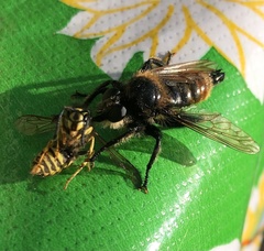 Laphria fernaldi