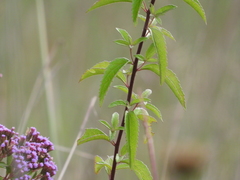 Chromolaena pulchella