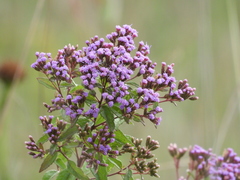 Chromolaena pulchella