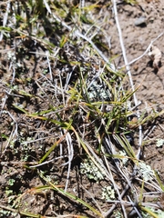 Zoysia minima