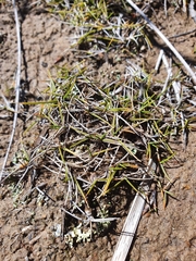 Zoysia minima