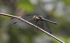 Agrionoptera longitudinalis biserialis