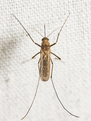Culex erraticus