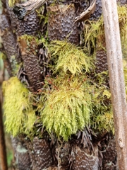 Hypnum cupressiforme filiforme