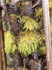 Hypnum cupressiforme filiforme