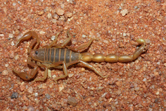 Parabuthus kuanyamarum