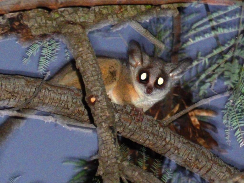 Southern Lesser Galago