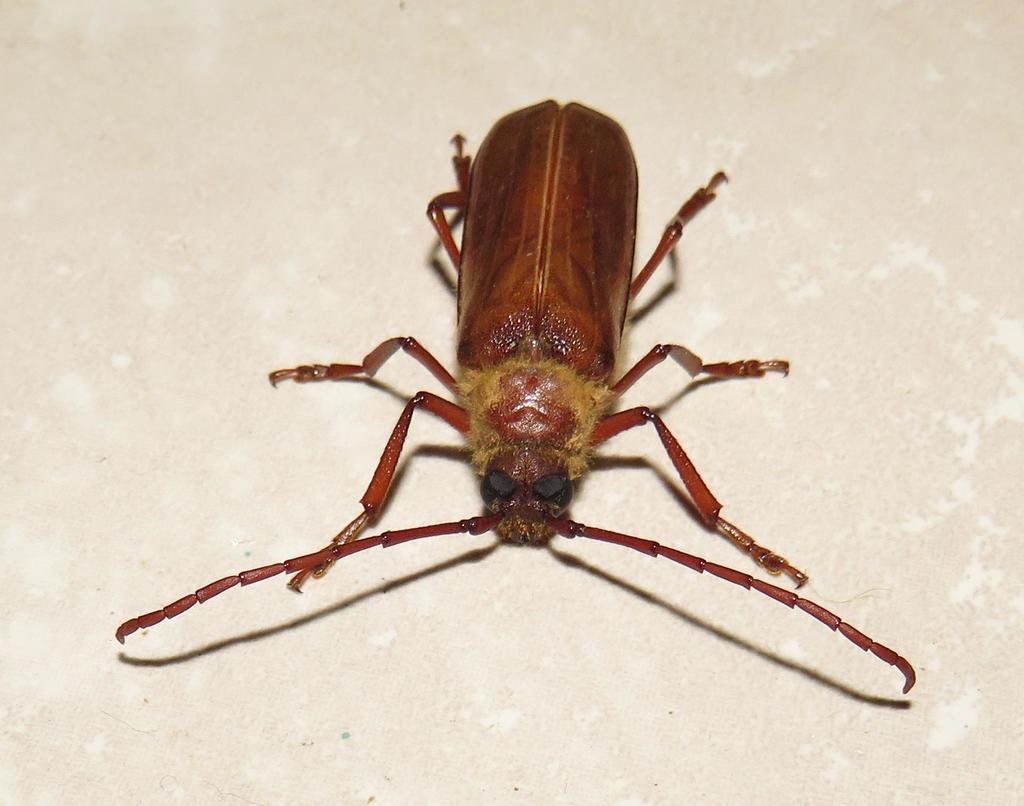 Erioderus