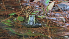Lithobates lenca