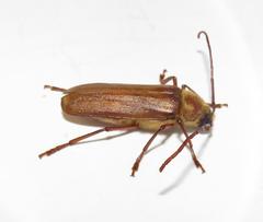 Erioderus pallens