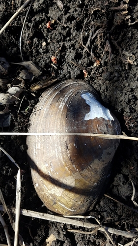 Lampsilis cardium