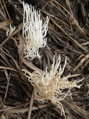 Image of Clavulina coralloides