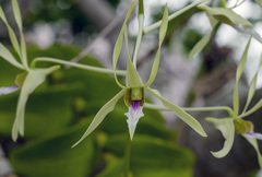 Dendrobium macranthum