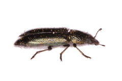 Cleroidea