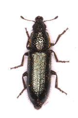 Cleroidea